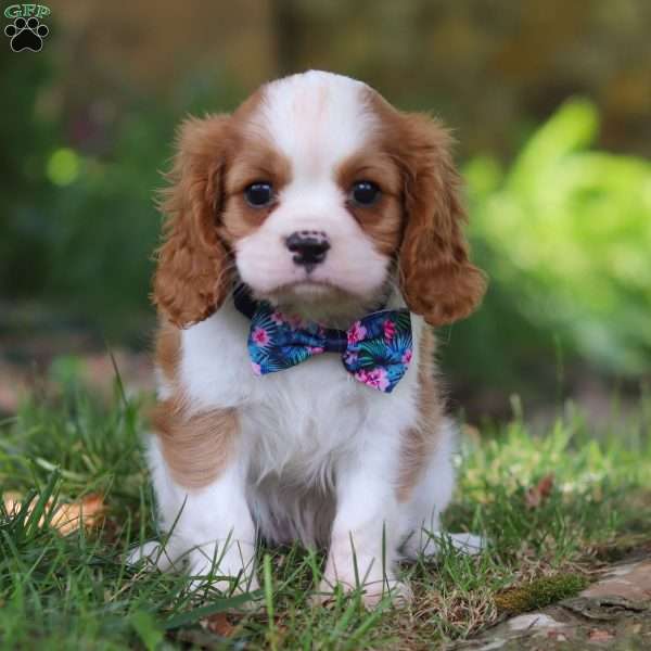 Milo, Cavalier King Charles Spaniel Puppy